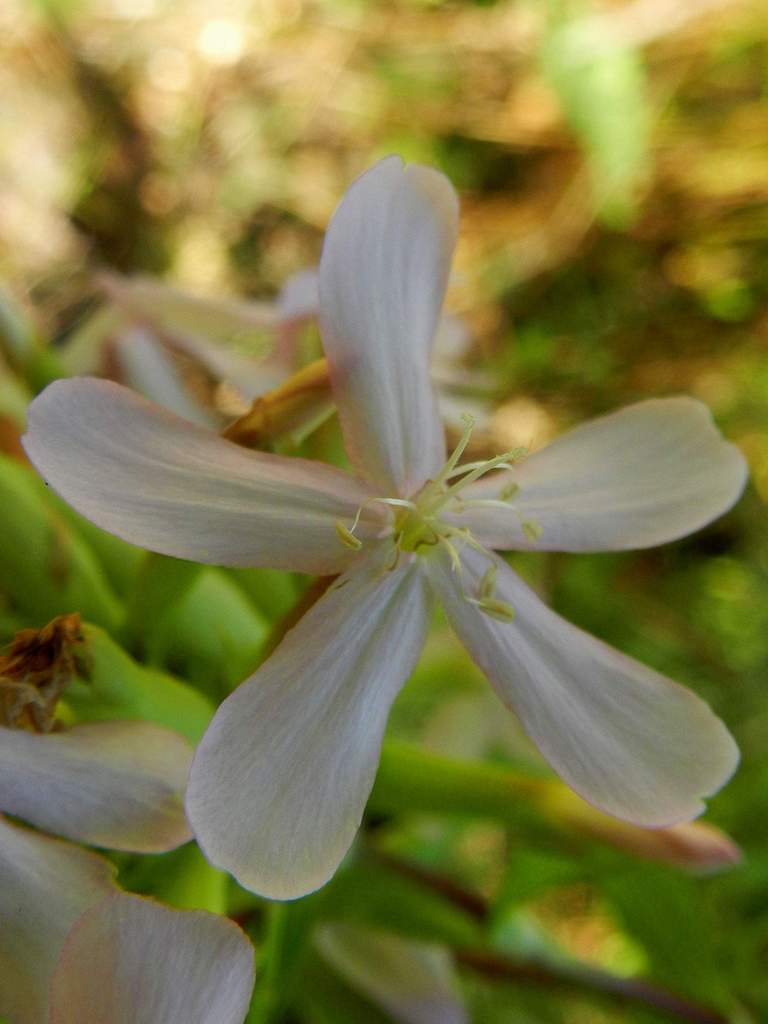 Saponaria officinalis